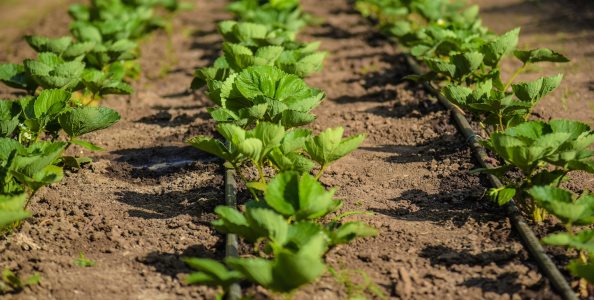 Drip Irrigation1